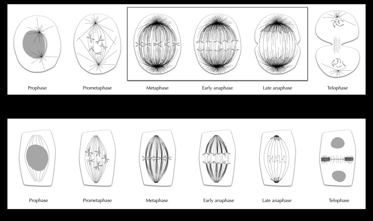 Stages of cell division in animals and plants
